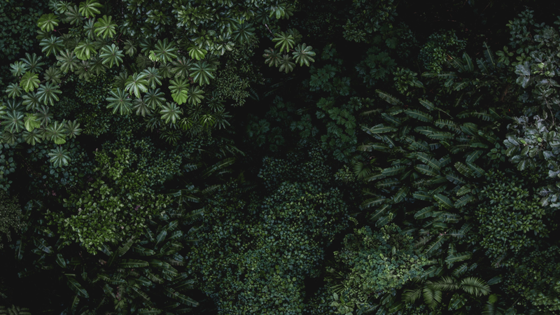 Paquetes de viaje a Costa RicaFoto: Isabella Jusková (Unsplash)
